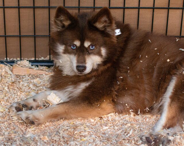 Fluffy dog saved from puppy mill