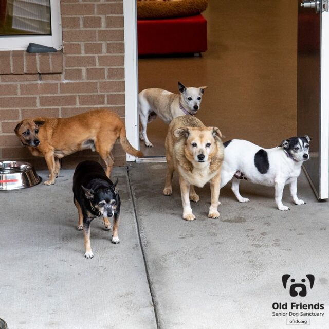 Group of senior dogs
