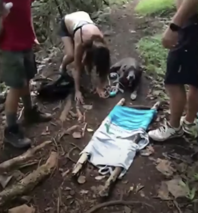 Making stretcher for injured dog