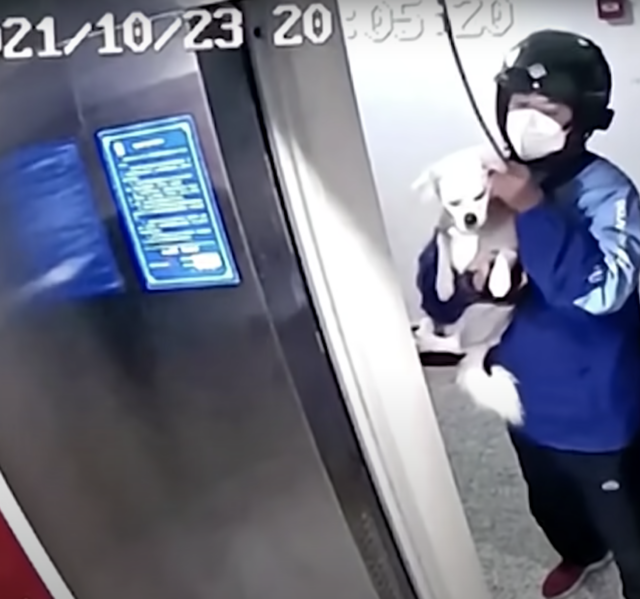 Man saves dog from elevator