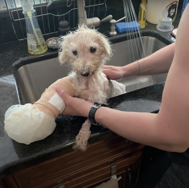 Neglected dog getting bath
