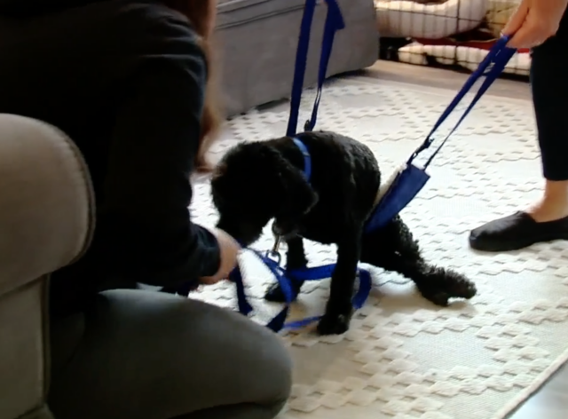 Paralyzed dog tries to walk