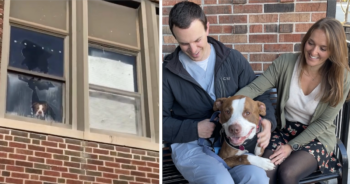 Pit Bull Rescued from Abandoned School
