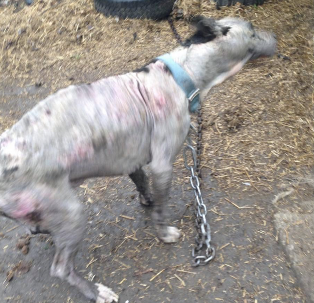 Pit Bull with severe mange