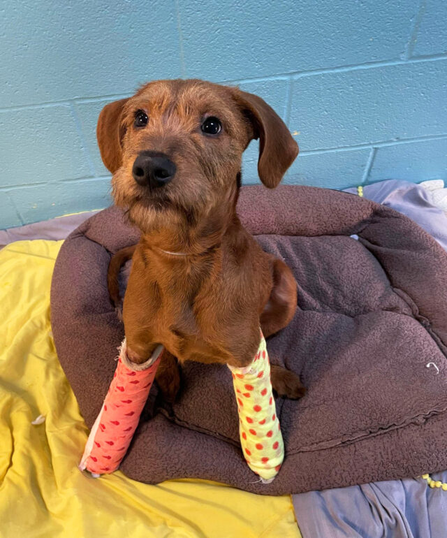 Puppy with broken legs rescued