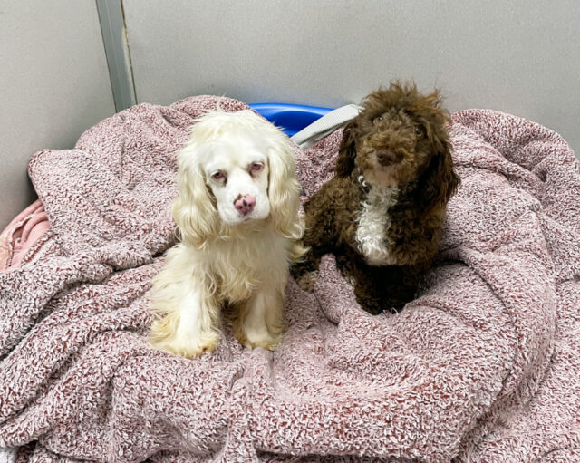 Puppy mill survivors with donated blankets