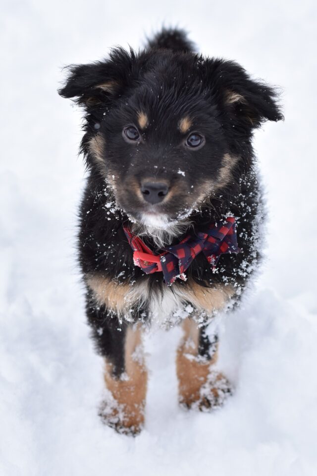 Puppy playing in snow