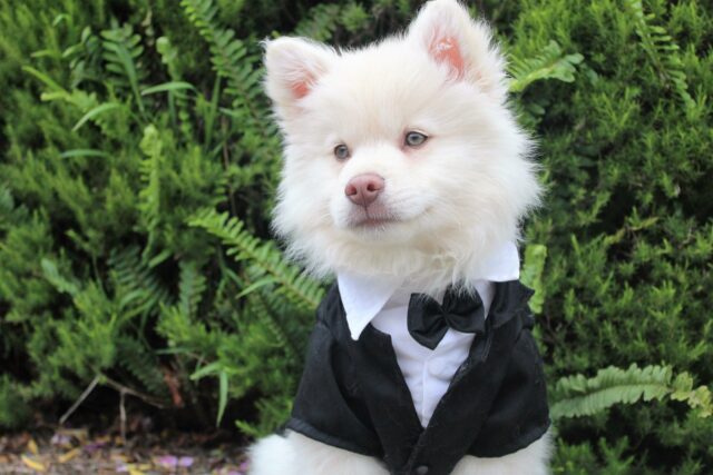 Puppy wearing tuxedo