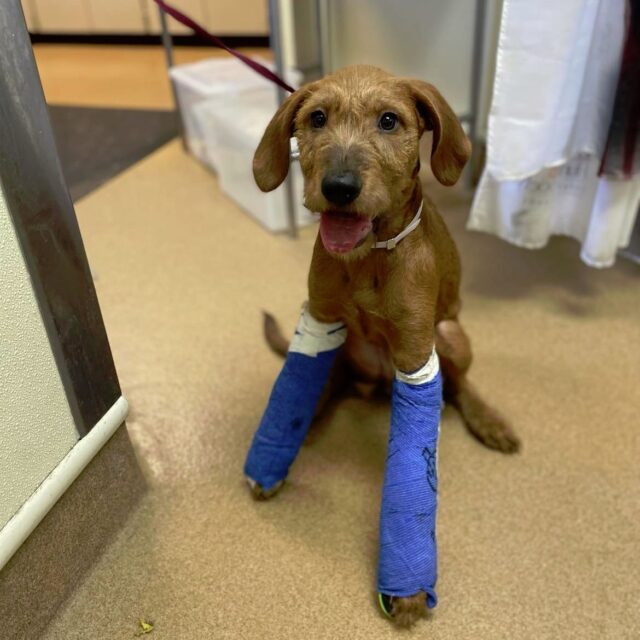 Puppy with two broken paws