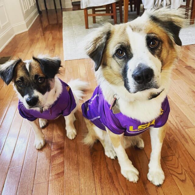 Rescue dog siblings