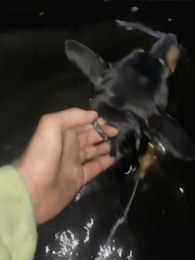 Rescuing dog from frigid waters