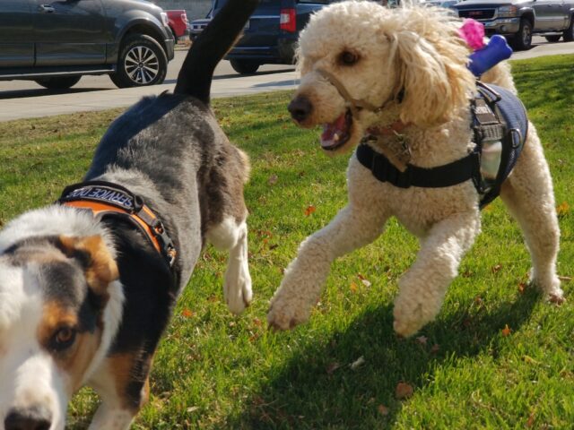 Service dogs playing