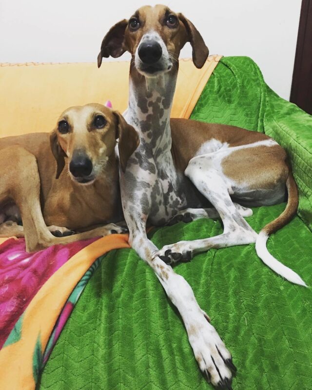 Sighthounds cuddling