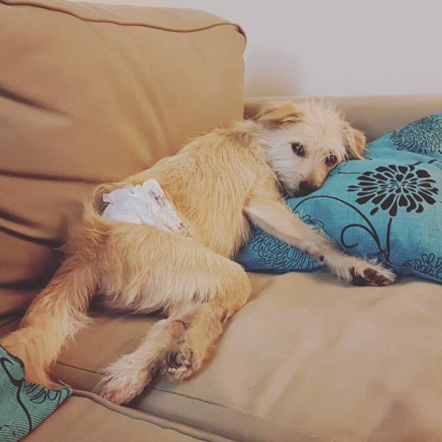 Special needs dog relaxing on couch