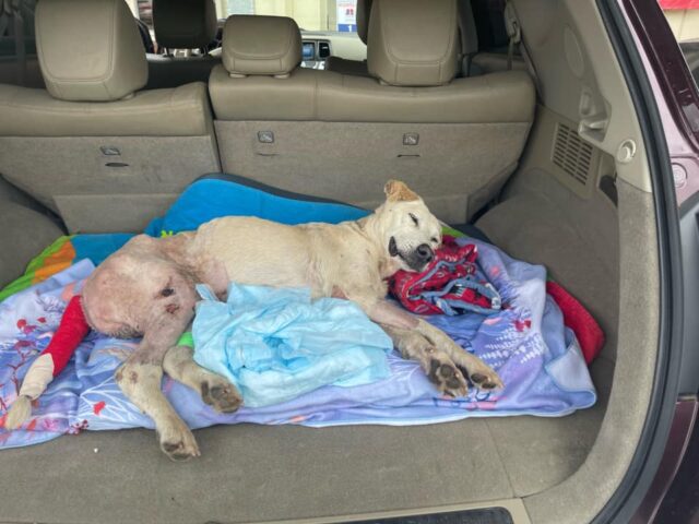 Suffering senior dog rescued