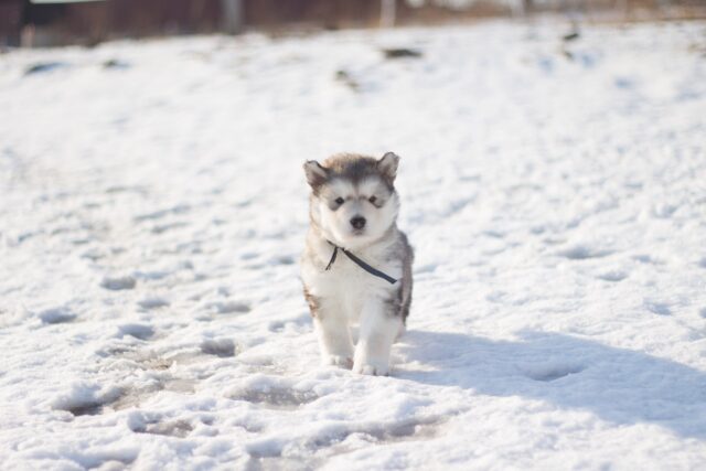 Tiny Husky puppy in the snow