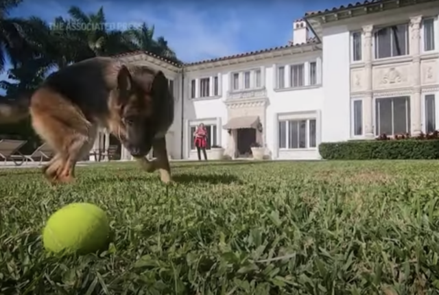 Wealthy dog playing fetch