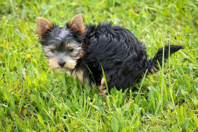 Yorkie pooping in grass