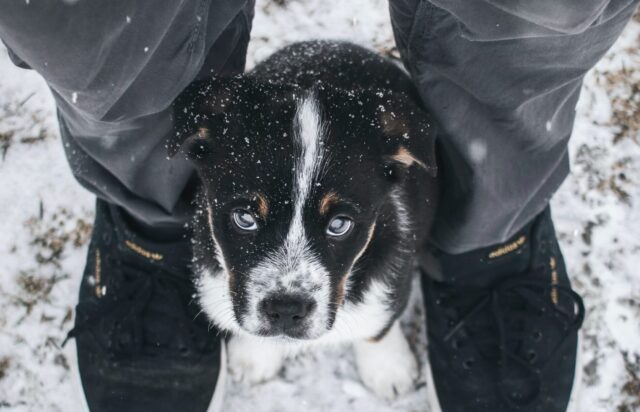 Family Warns: 'This Common Winter Product Nearly Cost Our Puppy His Life
