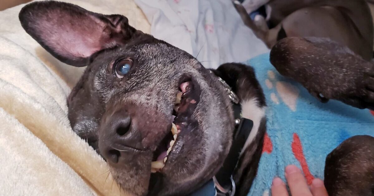 R.I.P. Frodo, The Last Surviving Dog Rescued From Michael Vick's Dogfighting Ring