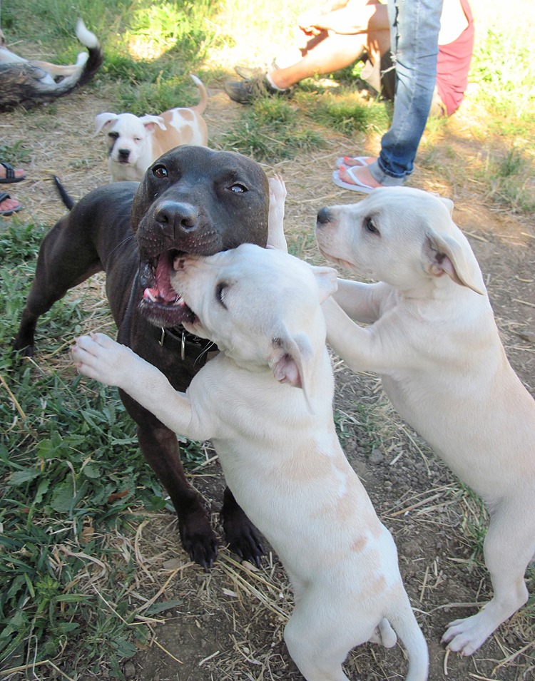 This is One of the Last Surviving Pitties from Michael Vick's