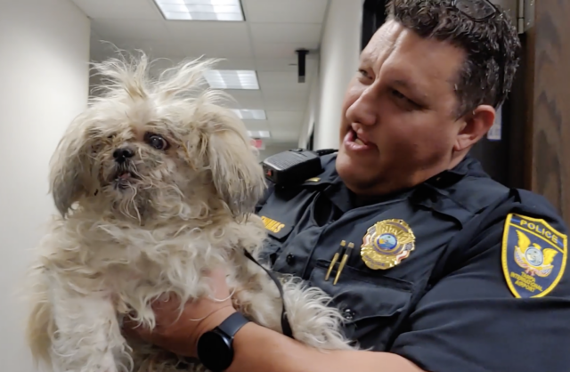 Airport security with matted dog