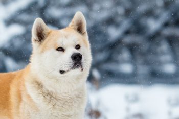 PetWireDaily — 8 Ways To Help Your Akita Stop Scratching