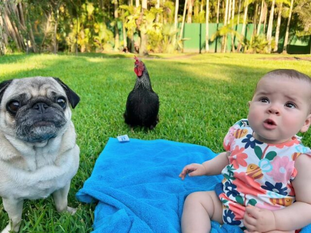 Baby, Pug, and Chicken