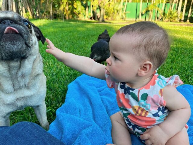 Baby Reaching for Pug