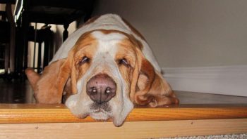 PetWireDaily — 8 Ways To Help Your Basset Hound Stop Scratching