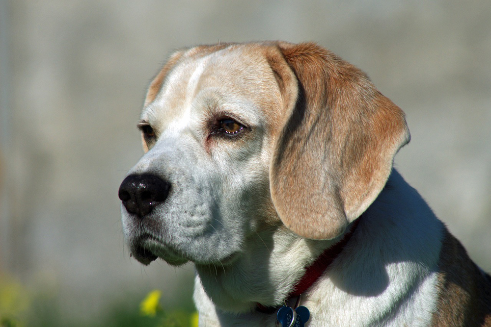 Beagles and separation sales anxiety