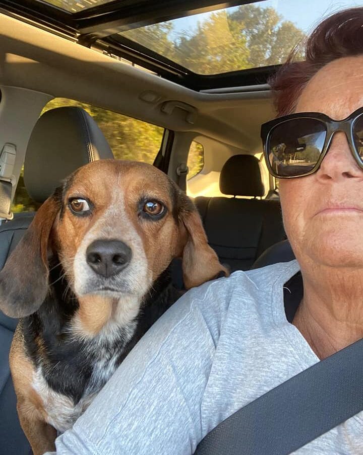 Beagle on car ride