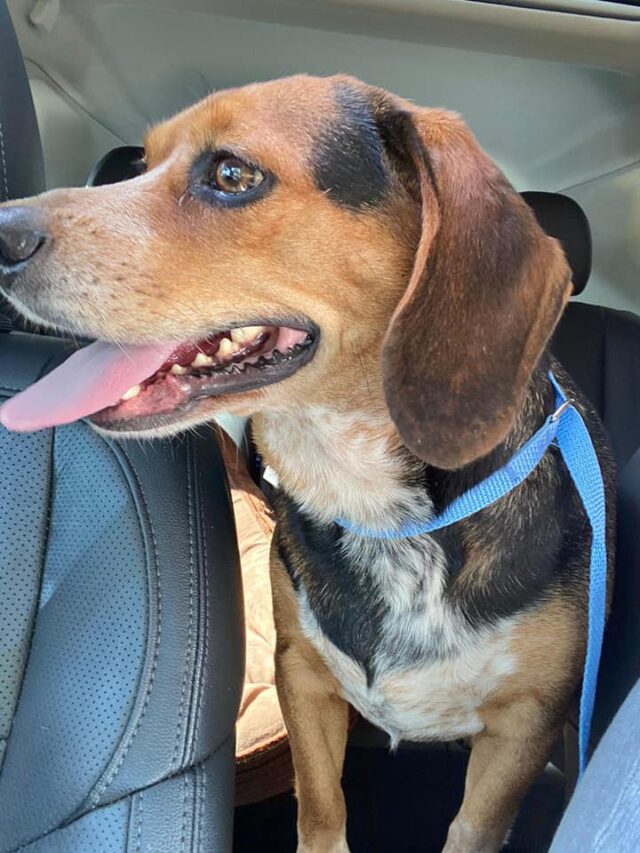 Beagle returns home