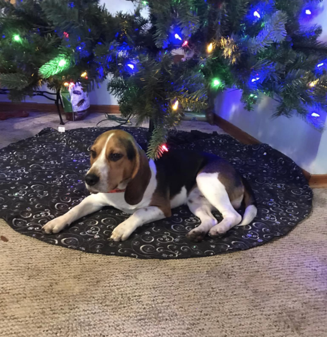 Beagle under the Christmas tree
