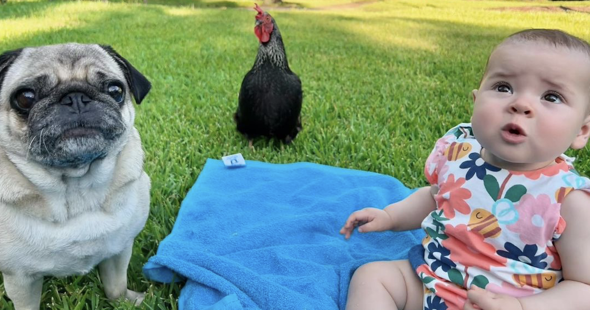 Bindi Irwin's Baby, Pug, and Chicken