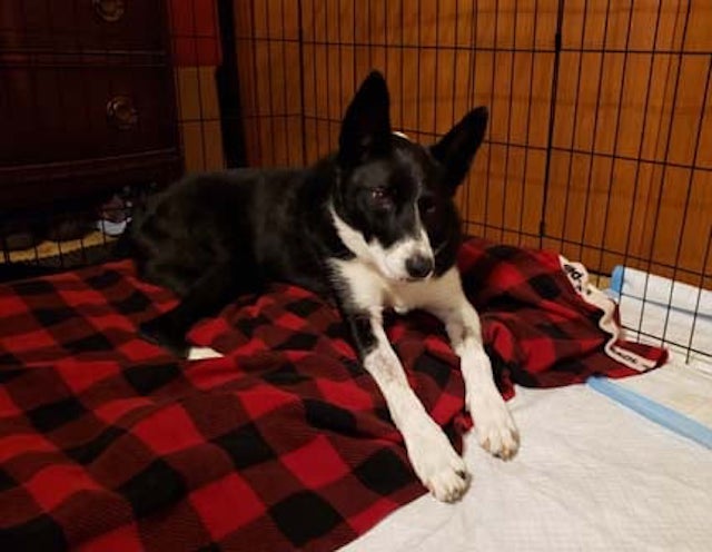 Border Collie Recovering
