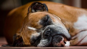 PetWireDaily — 8 Ways To Help Your Boxer Stop Scratching