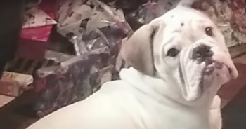 Bulldog dies at groomer