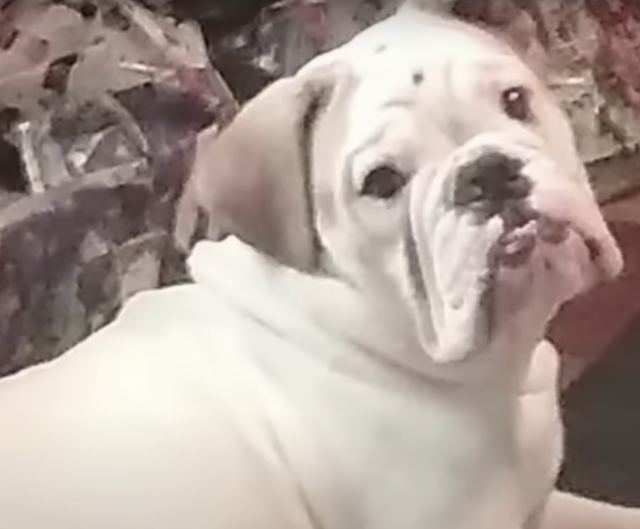 Bulldog killed by groomer