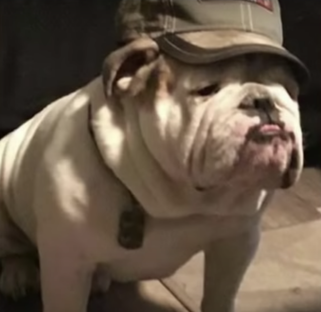 Bulldog wearing hat