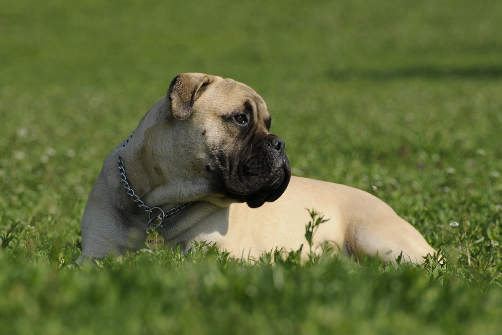 7 Sure-Fire Ways to Calm Your Bullmastiff’s Anxiety