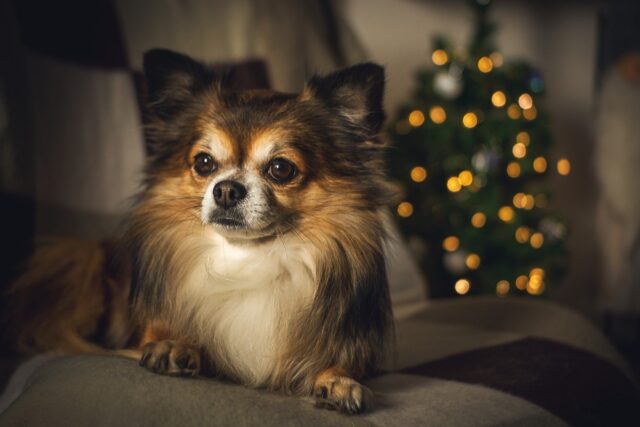 Chihuahua by Christmas tree