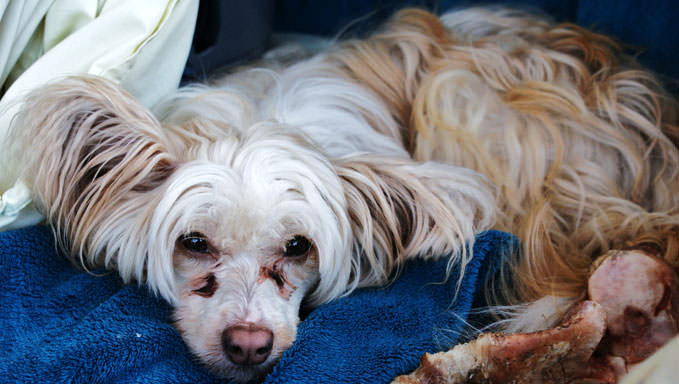 8 Ways To Help Your Chinese Crested Stop Scratching