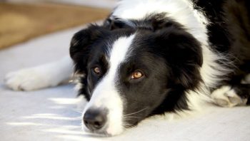 PetWireDaily — 8 Ways To Help Your Collie Stop Scratching
