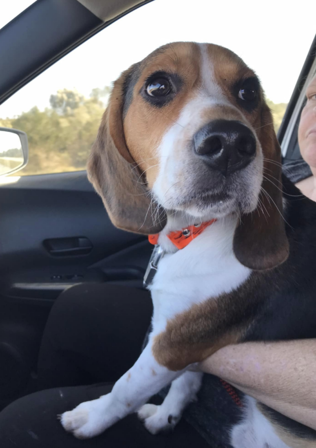 Cooter the lost Beagle