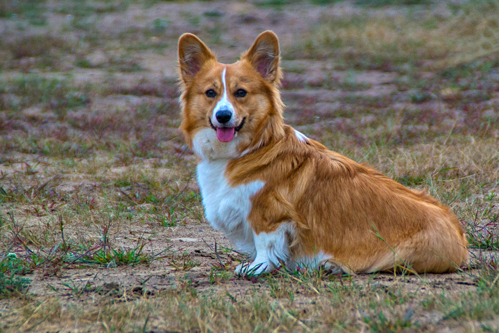 7 Sure-Fire Ways to Calm Your Corgi's Anxiety