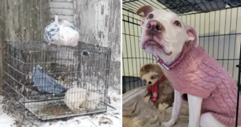 Dog Abandoned in Cold Crate
