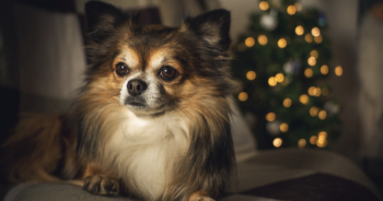 Dog Christmas recall