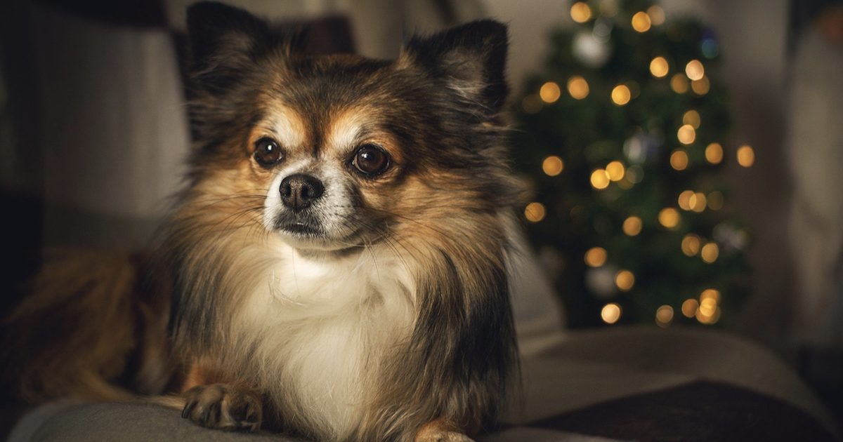 Dog Christmas recall