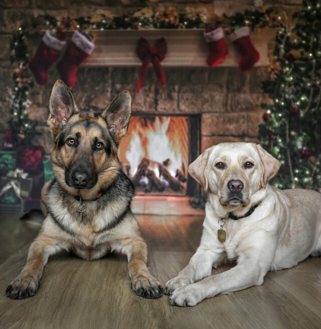 Dog Christmas card photo